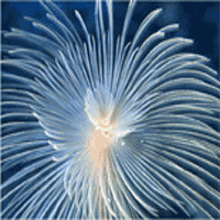 libro curiosit marine
